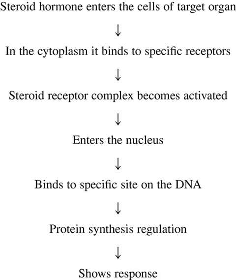 corticosteroids mechanism of action