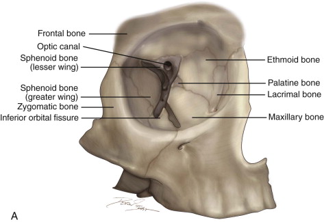 diagram eye socket bone