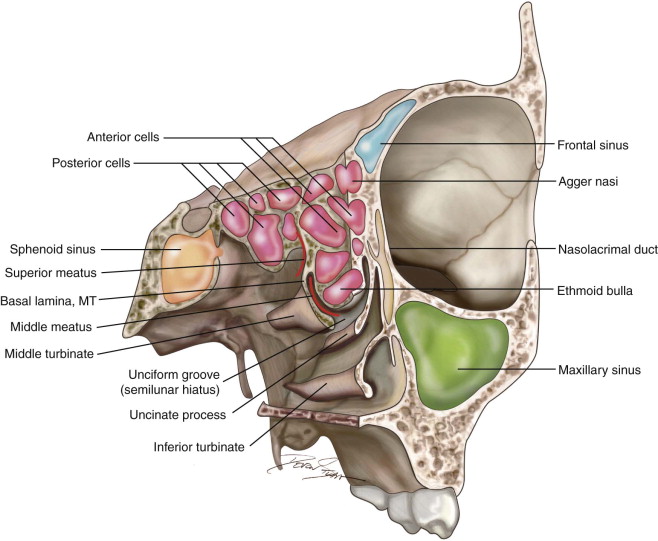 paranasal sinuses model