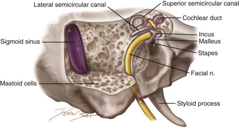 The Auditory System Pocket Dentistry The Auditory System Pocket Dentistry