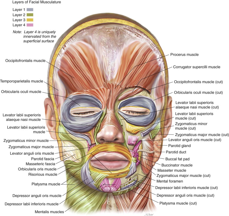 face surface anatomy