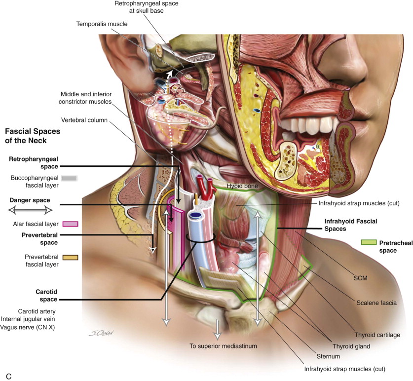 Mature deep throat tubes