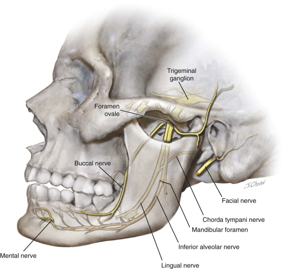 Inferior Alveolar Nerve Or Inferior Dental Nerve Anim - vrogue.co