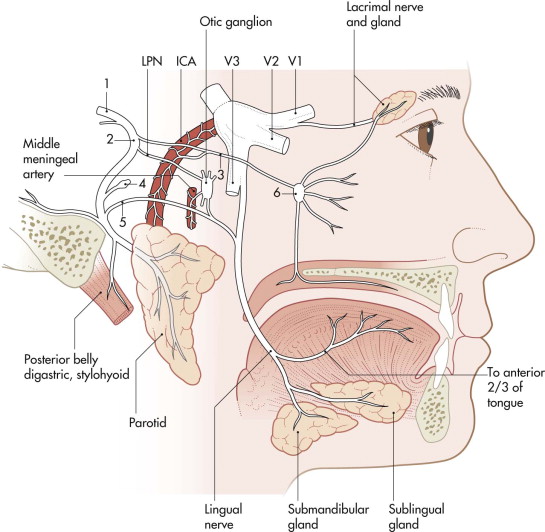 Facial Nerve Injury Following TMJ Surgery and its Management by