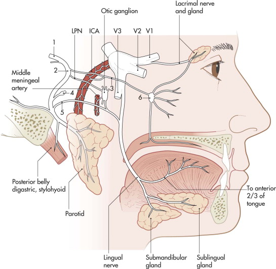 Facial Nerve Injuries Pocket Dentistry