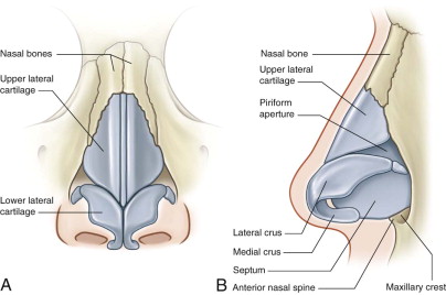 nasal bones