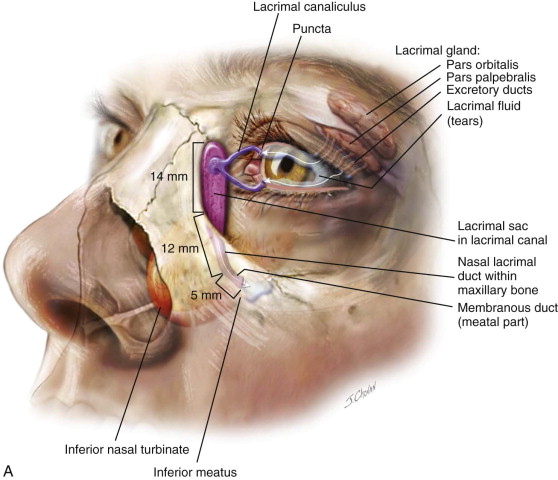 inferior meatus nasolacrimal duct