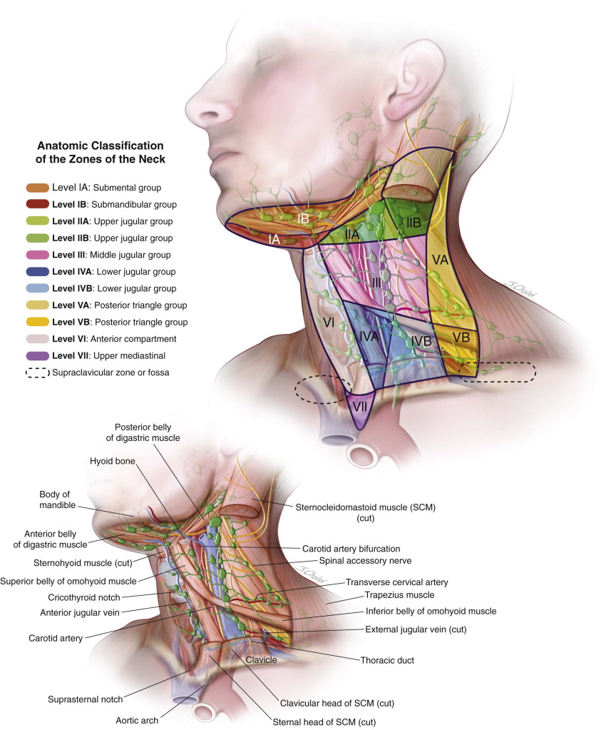 central neck dissection technique