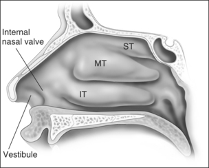 nasal valve