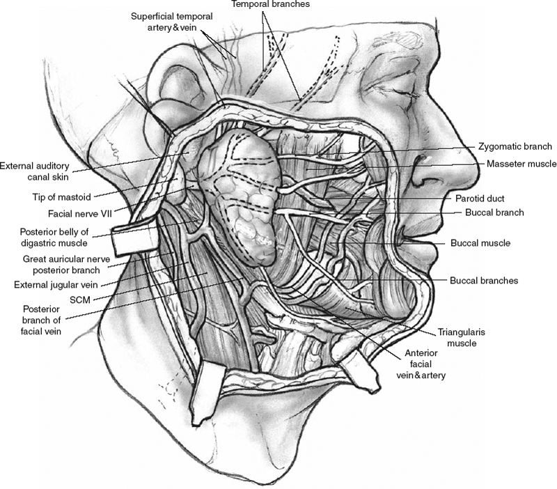 Salivary Gland Anatomy Pocket Dentistry