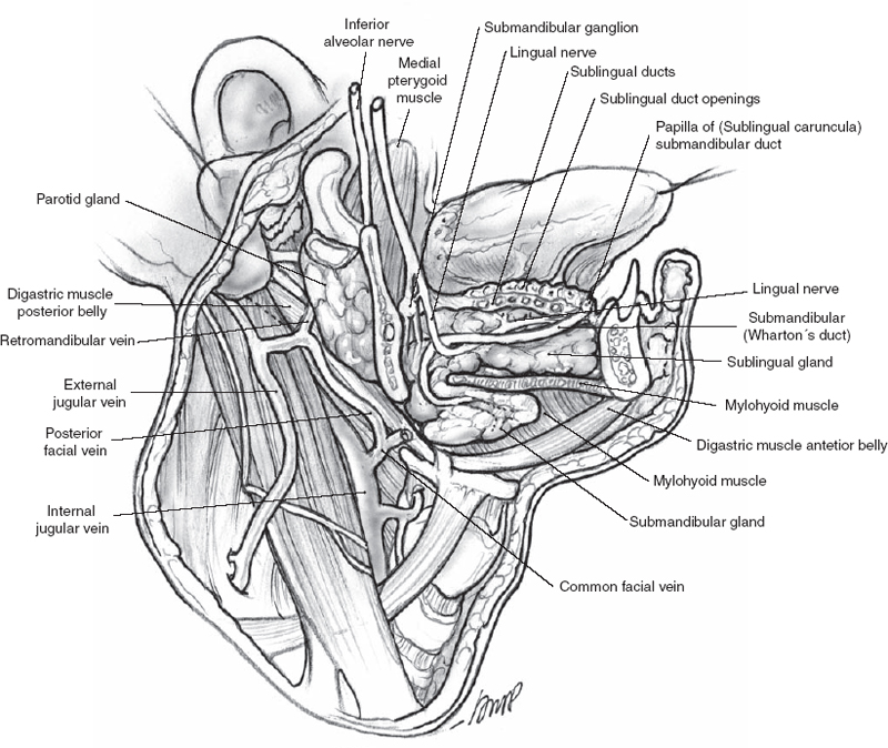 submandibular gland anatomy