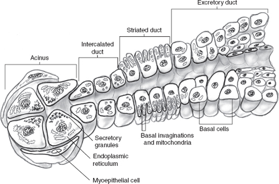 excretory duct of parotid