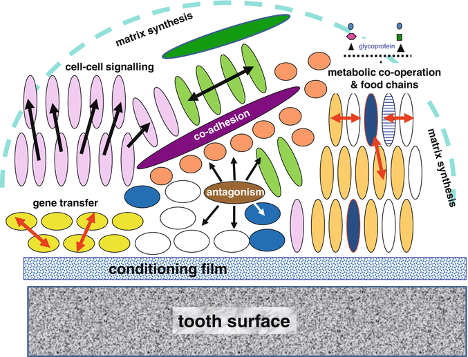 Dental Biofilms in Health and Disease | Pocket Dentistry