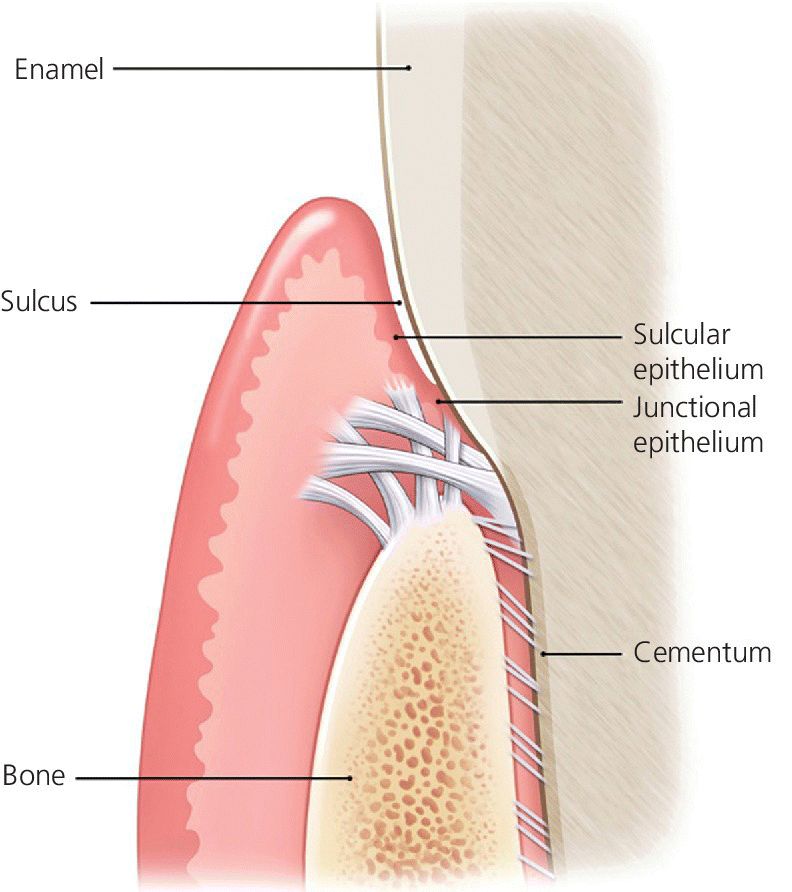 Illustration of biologically attachment of a natural tooth with lines pointed to sulcus,enamel,bone,cementum,etc.