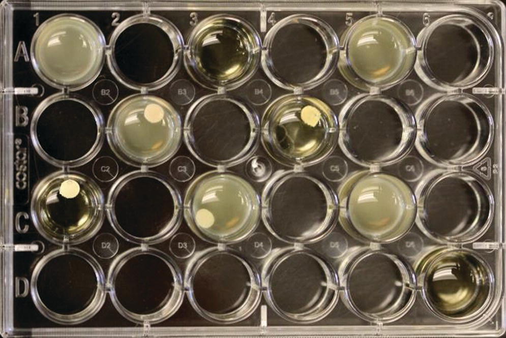 Photo displaying test wells following 2 days of anaerobic incubation with F. nucleatum with 4 test cements. Positive and negative controls are included in test.