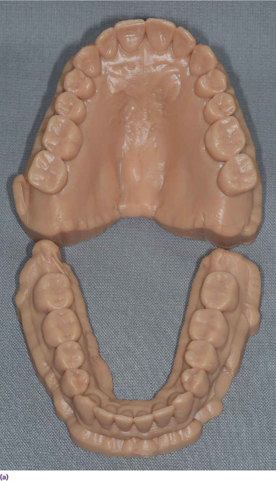 Photo displaying example of three-dimensionally printed casts for maxilla and mandible with complete set of teeth.