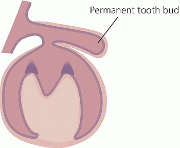 Illustration depicting bell stage of stages of tooth development with line denoting permanent tooth bud.