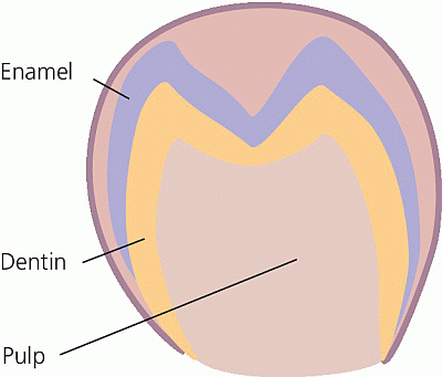 Illustration depicting maturation stage of stages of tooth development with lines denoting enamel, dentin, and pulp.