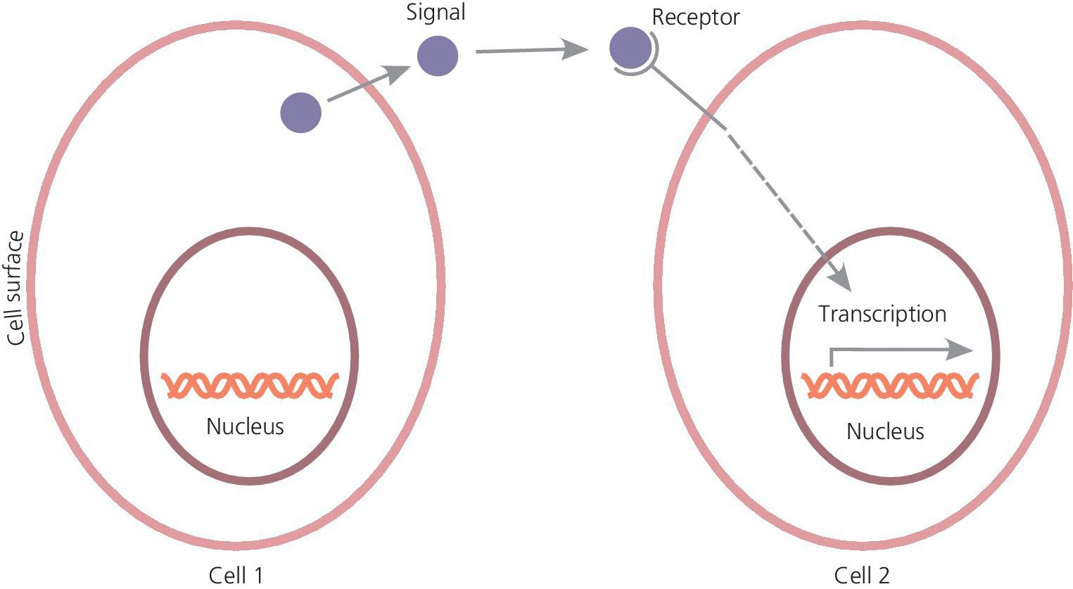 Schematic of cells communicating via soluble signal molecules (closed circles with arrows) from cell 1 to cell 2 regulating gene expression (transcription).