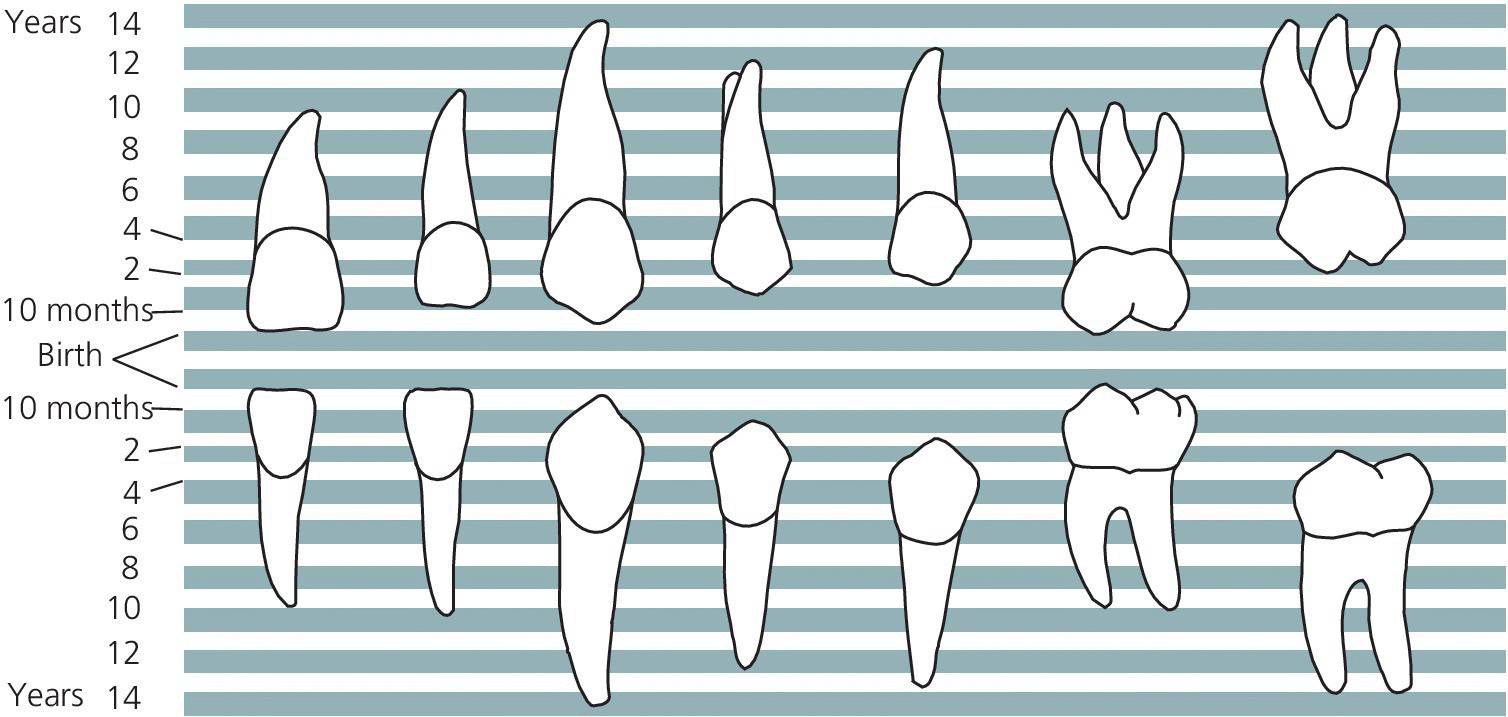 Illustrations depicting the chronology of mineralization of permanent teeth.