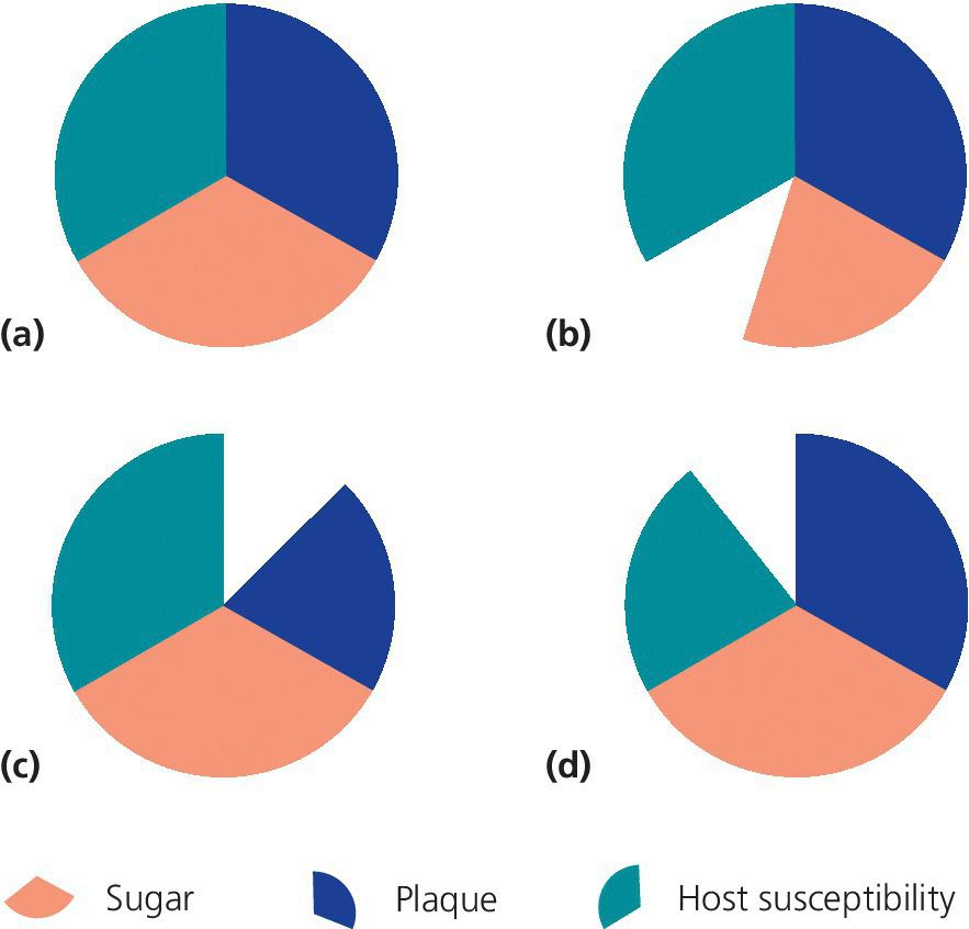 4 Pie charts with 3 segments for sugar, plaque, and host susceptibility, with three having cut sections, depict a conceptual model of the occurrence of disease when a number of component causes act together.