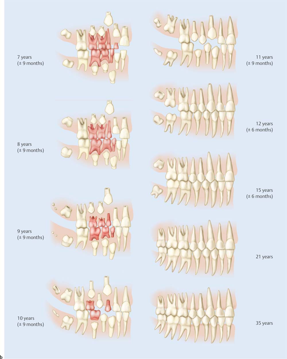 The Disease: 1 Ecology Of The Oral Cavity | Pocket Dentistry