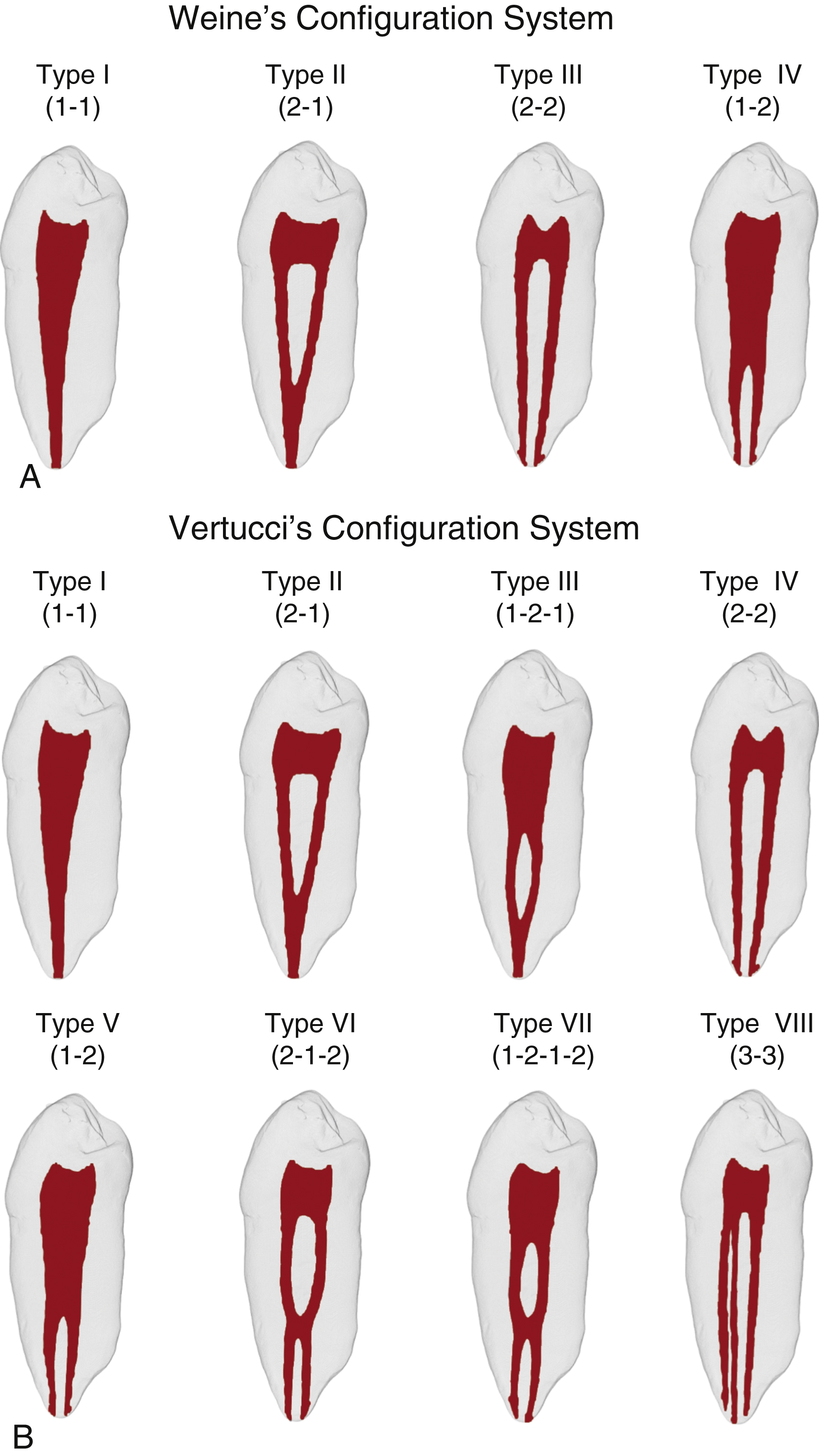 Root Canal Anatomy | Pocket Dentistry