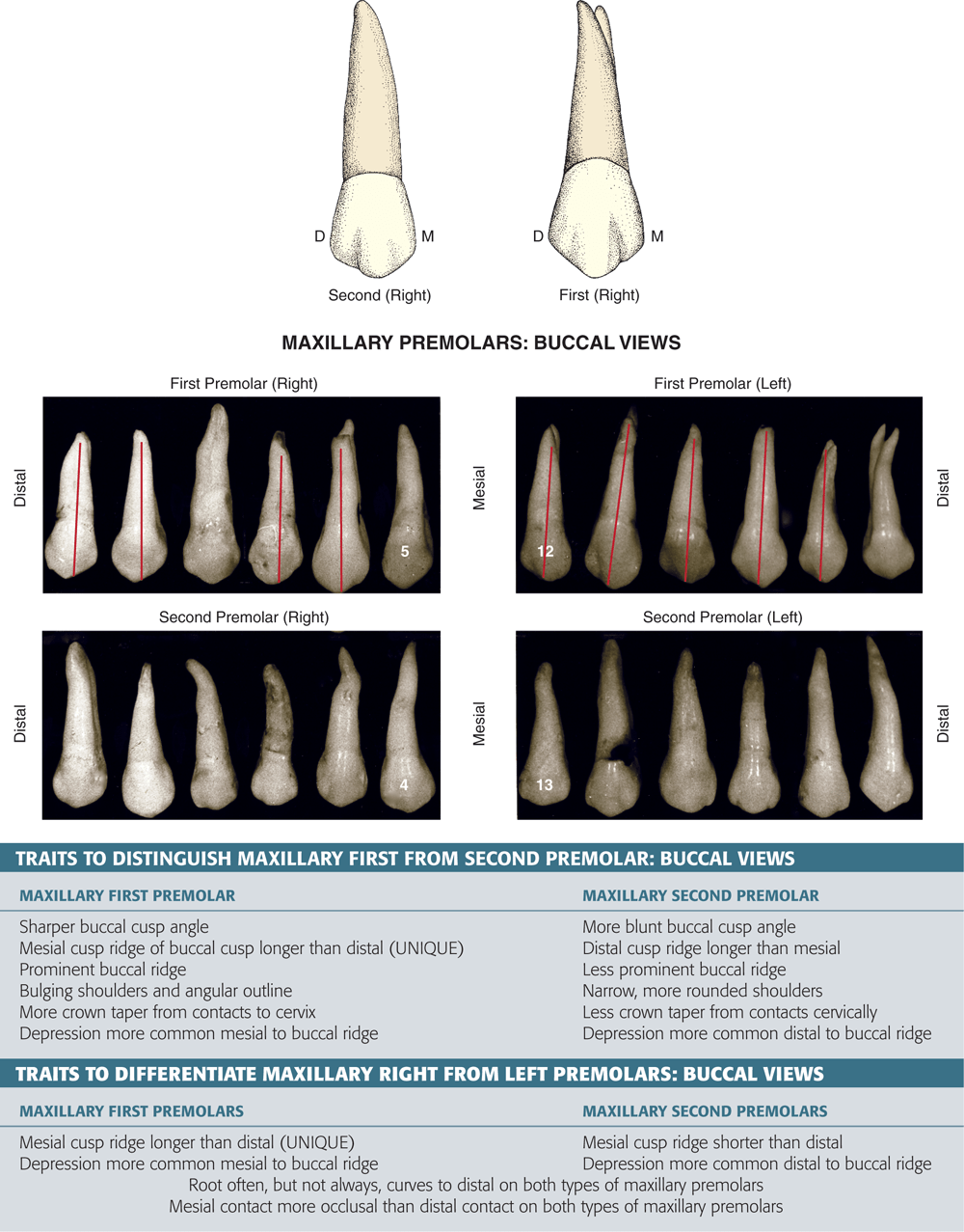 Type Traits That Distinguish Maxillary First From Second Premolars ...