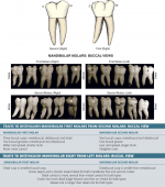 Arch Traits That Differentiate Mandibular From Maxillary Incisors ...