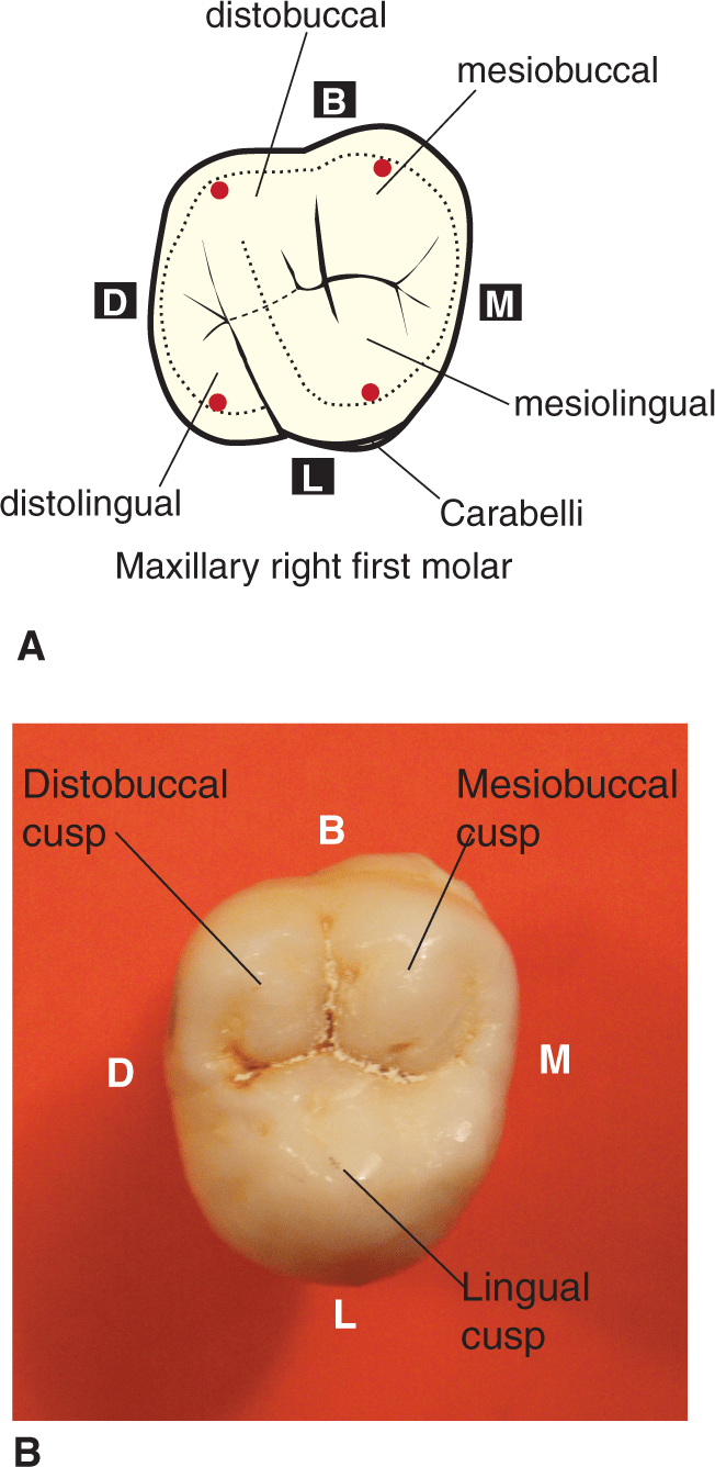 Type Traits That Differentiate Maxillary Second From First Molars ...