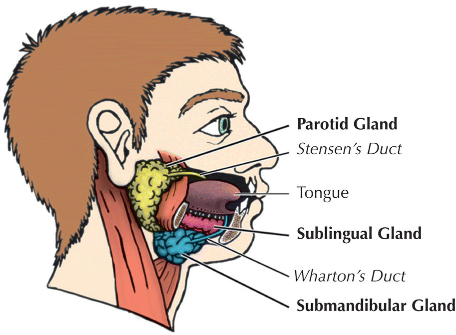 Ducts Of Rivinus