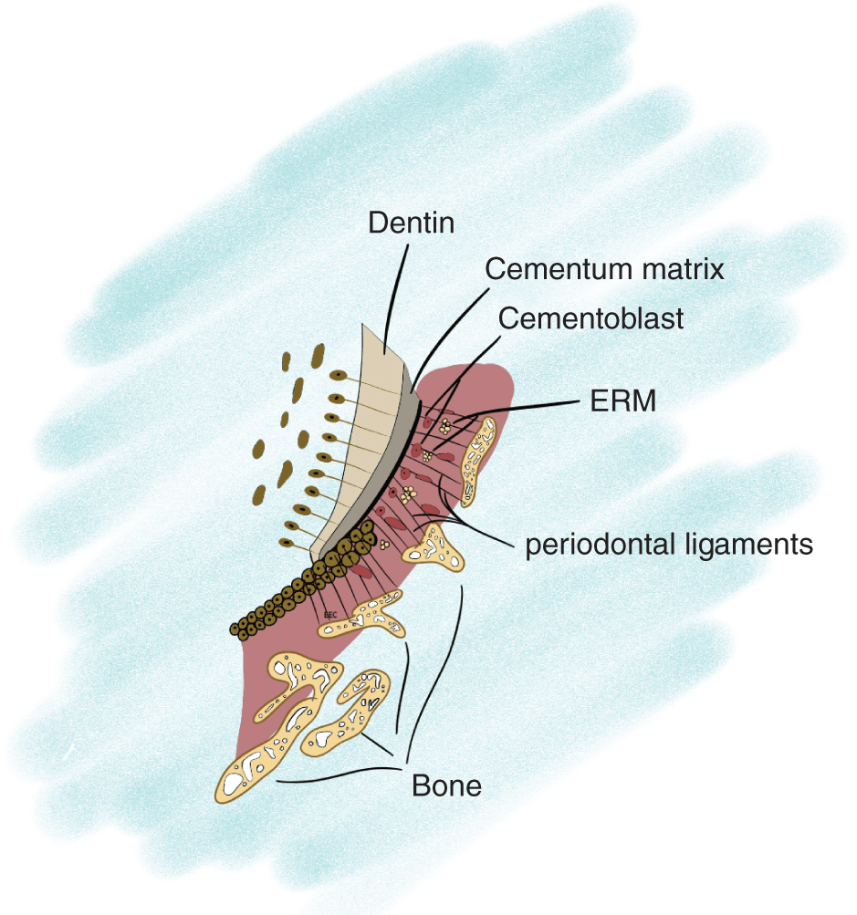 Anatomy And Physiology | Pocket Dentistry