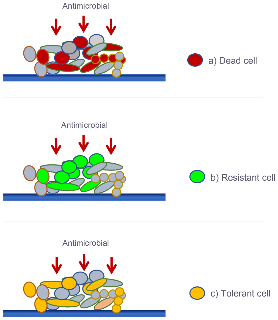 Microbial Biofilms In Root Canal Systems | Pocket Dentistry