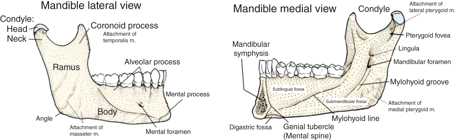 Surgical Anatomy And Local Anesthesia | Pocket Dentistry