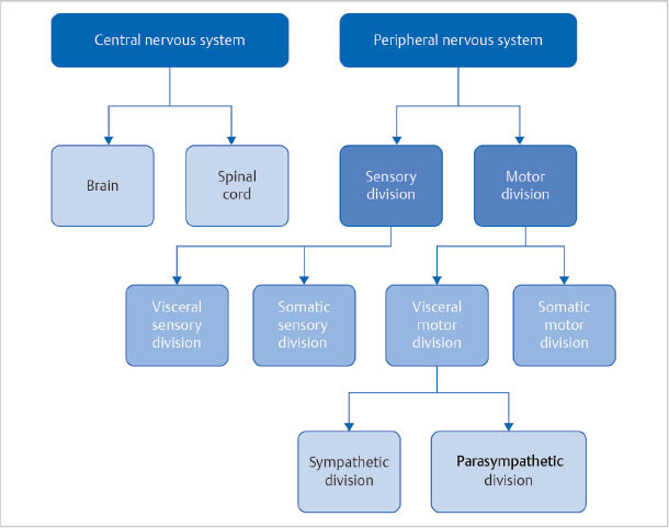 Basic Neuroscience – Unit I Central Nervous System | Pocket Dentistry