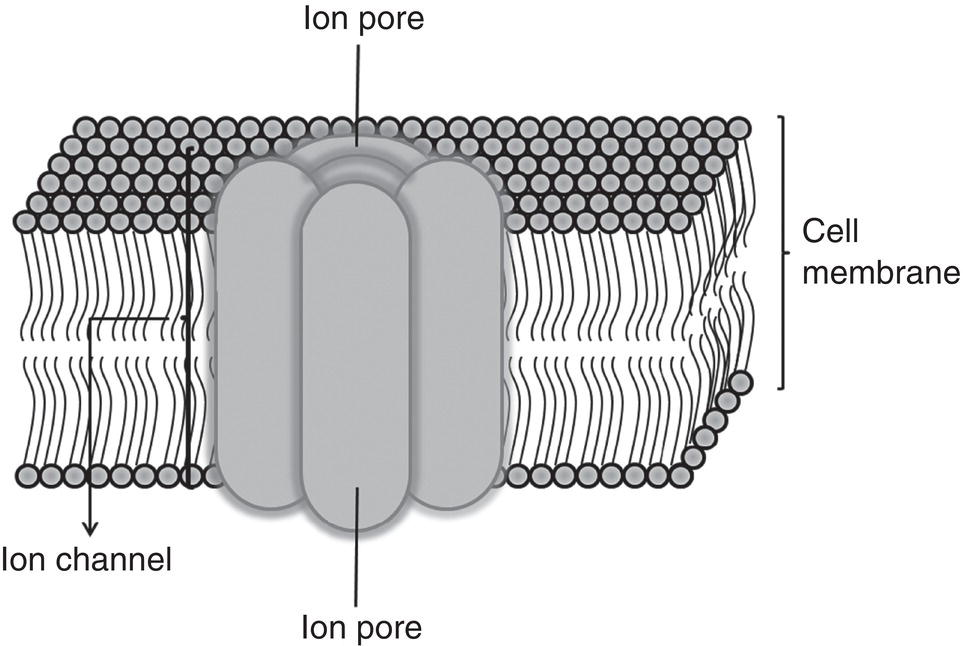 A schematic diagram of the cell membrane depicts the ion pore, ion channel, and cell membrane.