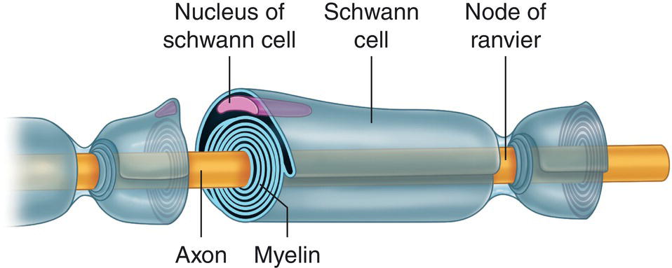 A schematic diagram of the myelinated fiber depicts the nucleus of Schwann cell, Schwann cell, node of Ranvier, axon, and myelin.