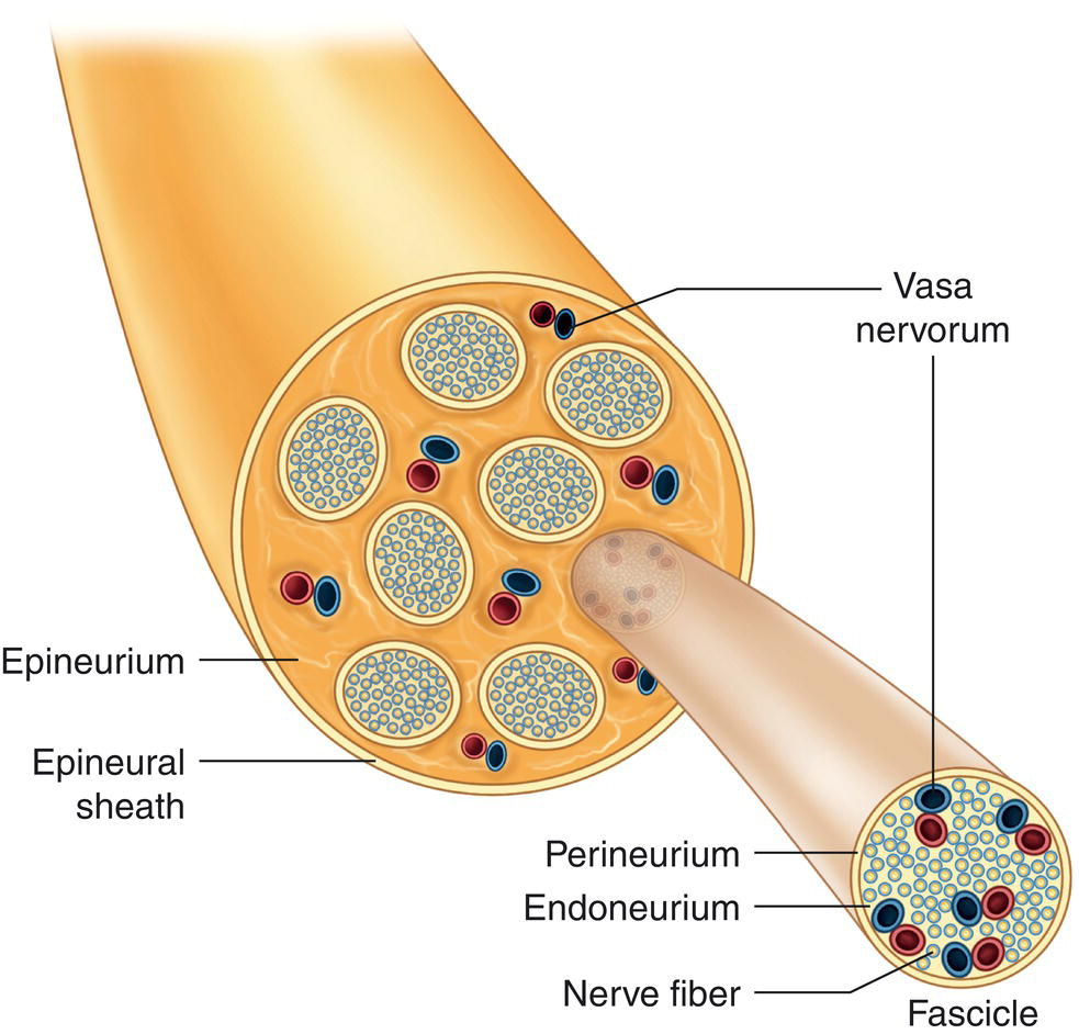 A schematic diagram of the peripheral nerve depicts the epineurium, epineural sheath, vasa nervorum, perineurium, endoneurium, nerve fiber, and fasciculi.