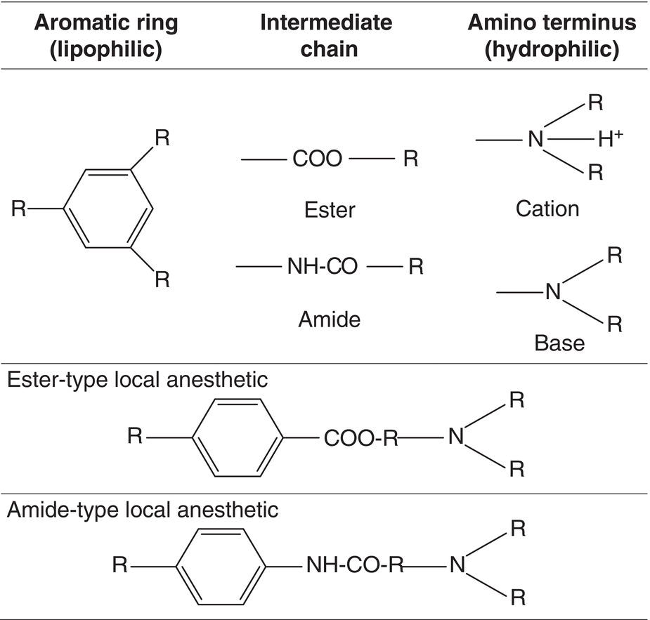 A table has three columns and three rows. The column headers are aromatic ring, intermediate chain, and amino terminus. It includes ester-type and amide-type local anesthetic.