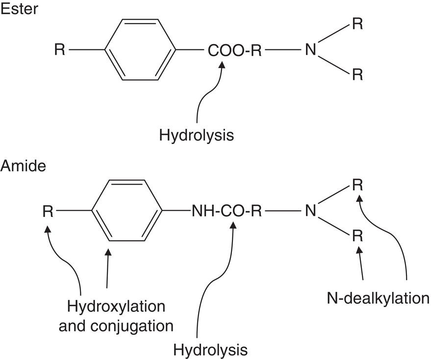 Two chemical structures. The ester-type local anesthetic at the top indicates hydrolysis. The amide-type local anesthetic at the bottom indicates hydroxylation, conjugation, hydrolysis, and N-dealkylation.