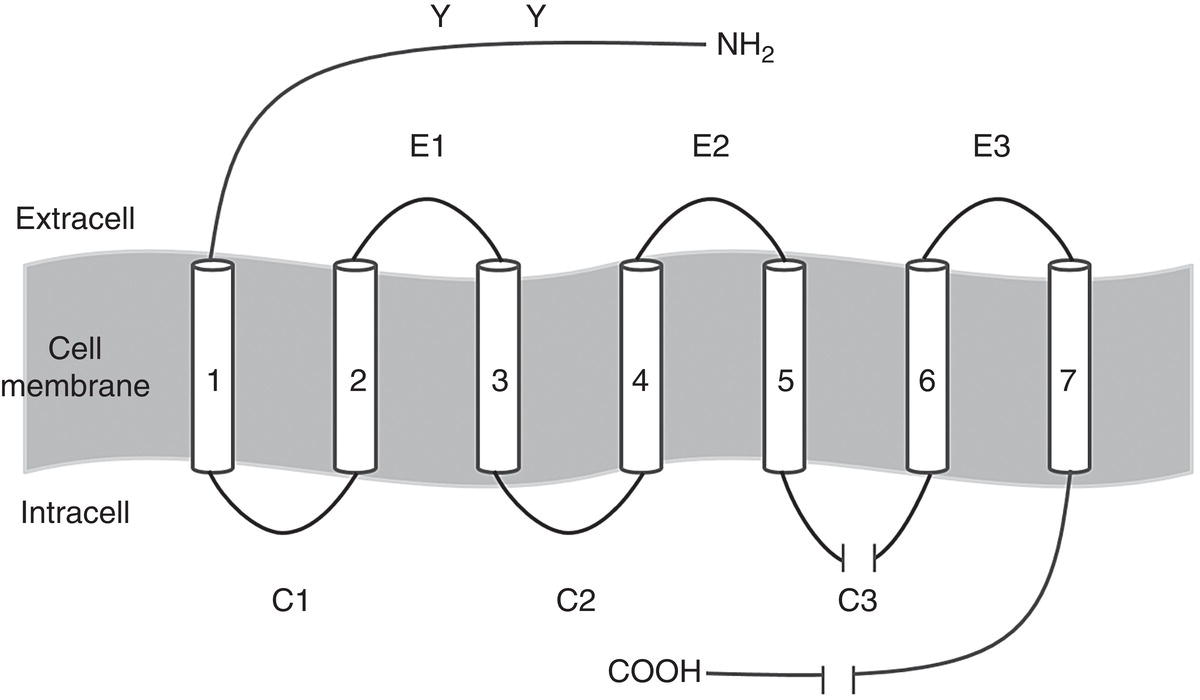 An illustration of the adrenoreceptor depicts the cell membrane between the extracell and intracell. It has seven pores labeled C 1, C 2, C 3 with a capacitor, E 1, E 2, E 3, and N H 2.