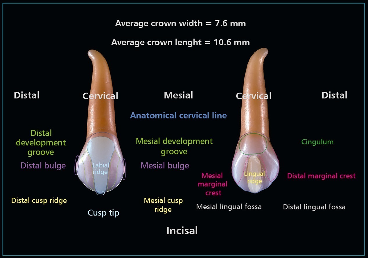 Cervical Region Of Tooth