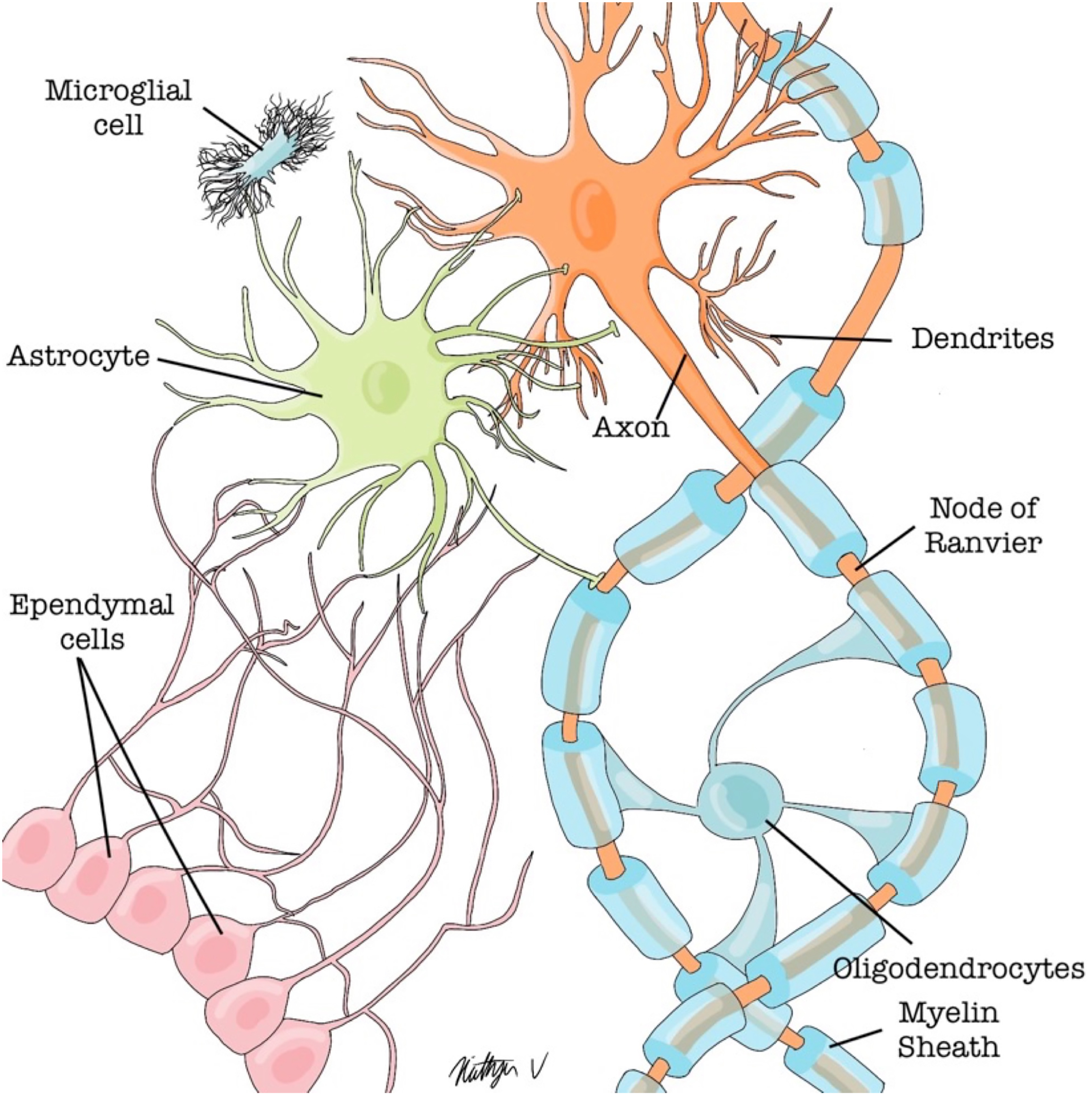 An illustration depicts several types of neural and glial cells.