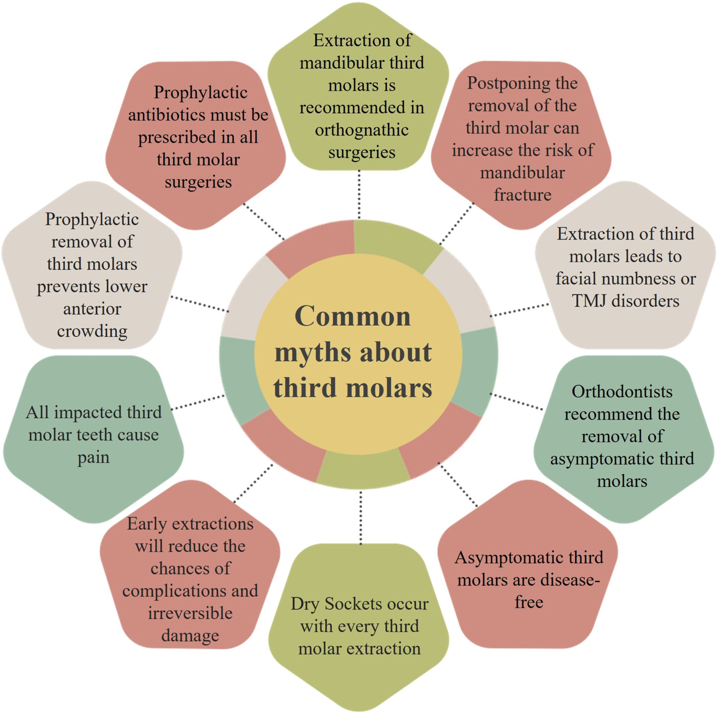 A diagram about common myths about third molars with information on extraction, prophylactic antibiotics, lower anterior, pain, complications, and dry sockets.