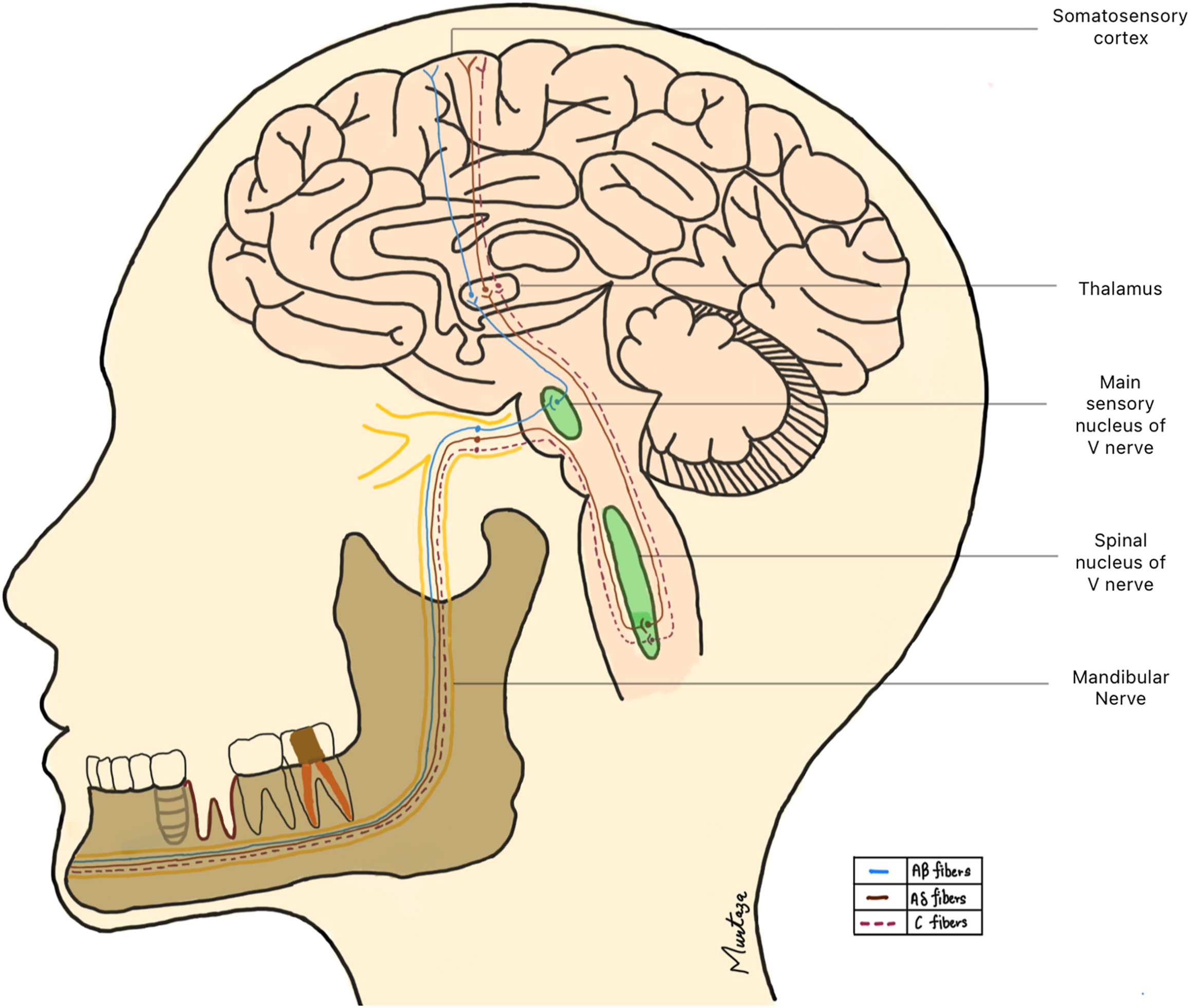 A diagram depicts the sensory innervation pathways from the mandibular nerve to the somatosensory cortex.