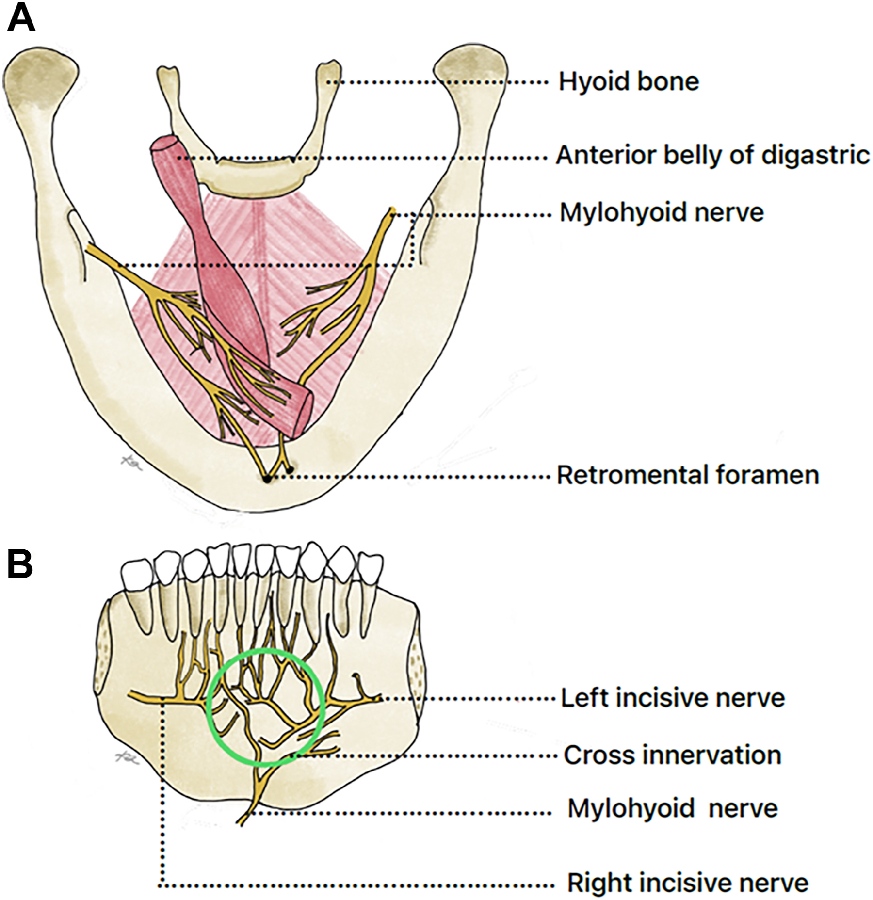 A two-part anatomical diagram labels nerves and landmarks of the mandibular region, with mylohyoid nerve, incisive nerves, retromolar foramen, and associated structures.