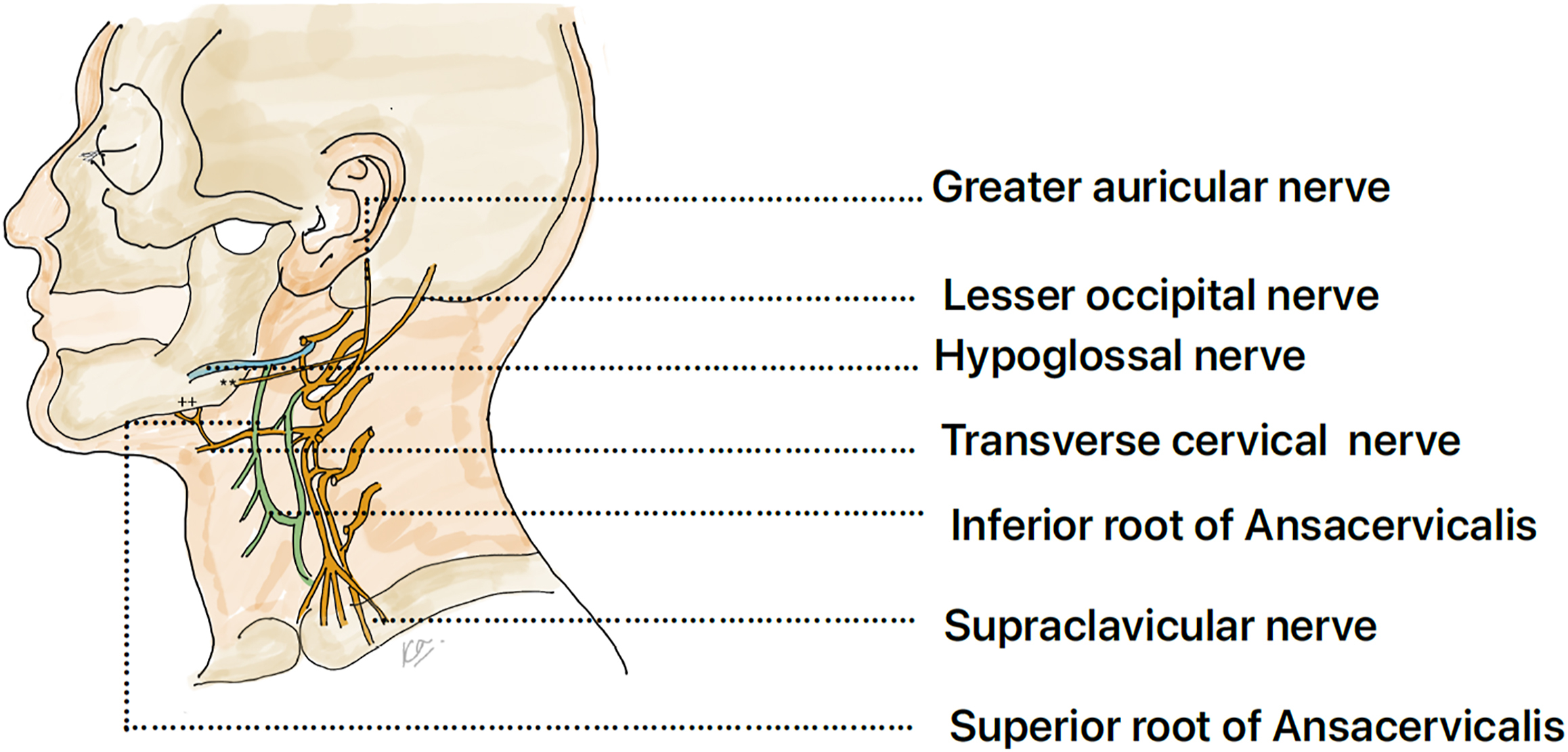 A diagram labels various nerves on a side profile of a human head and neck, where lines connect labels to nerve locations.