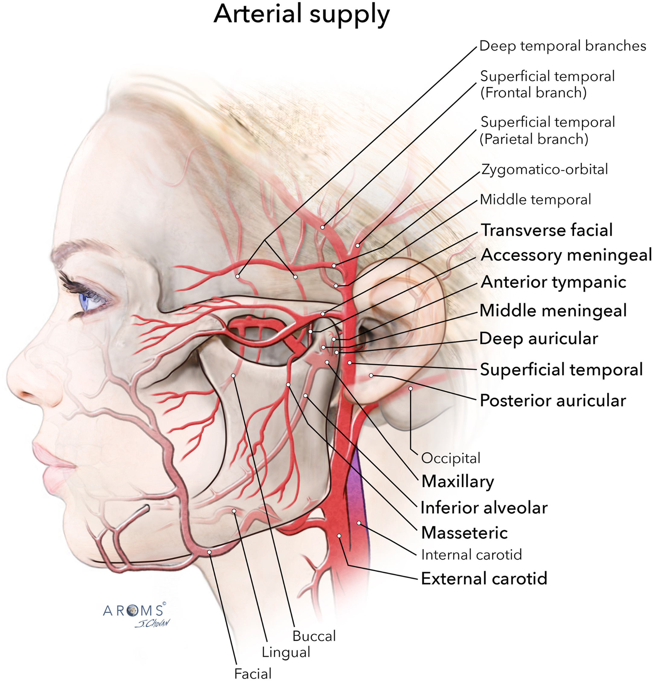 Alt text begins. An anatomical illustration of the lateral head and temporomandibular joint with labeled arterial supply, including branches of the external carotid artery. Alt text provided by Elsevier.