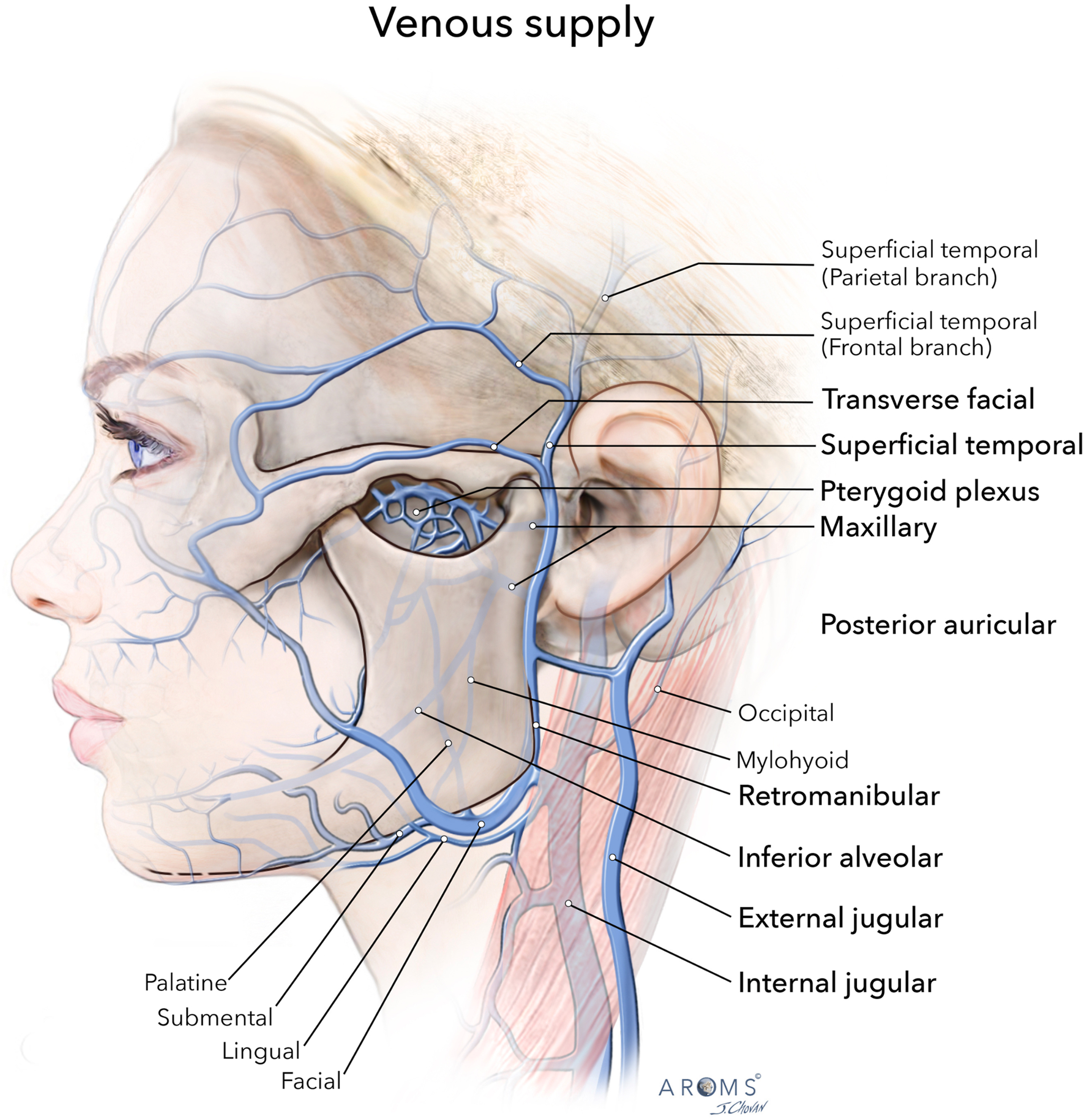 Alt text begins. An anatomical illustration of the lateral head and temporomandibular joint with labeled venous drainage, including superficial temporal, retromandibular, and jugular veins. Alt text provided by Elsevier.