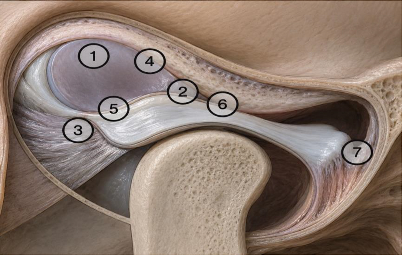 Alt text begins. An anatomical temporomandibular joint illustration labels seven arthroscopic examination points from the medial synovial drape to the anterior recess. Alt text provided by Elsevier.